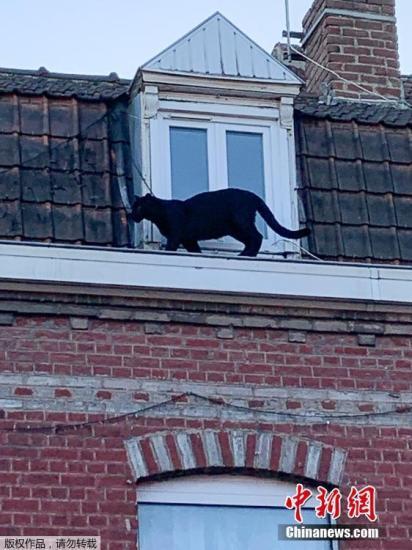 当地时间9月19日，法国阿门提埃尔市当地消防队救下了一只在屋顶的游荡的黑豹。