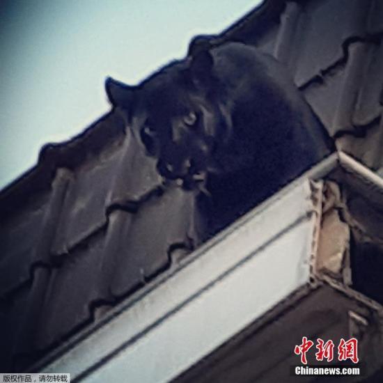 法国阿门提埃尔市，一只黑豹在屋顶上徘徊。
