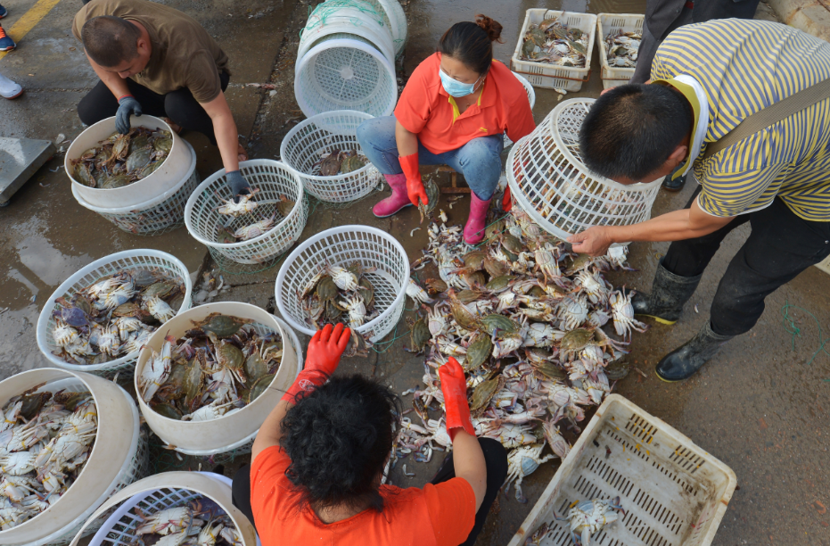 山东青岛"海上粮仓"喜获丰收 渔港一片繁忙景象