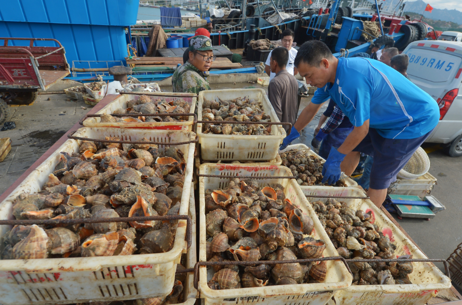 山东青岛"海上粮仓"喜获丰收 渔港一片繁忙景象