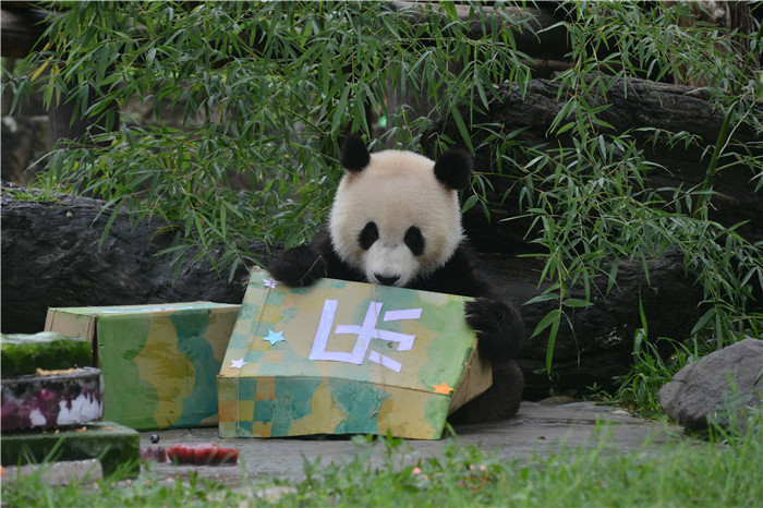 网红双胞胎大熊猫冰冰青青欢度两岁生日