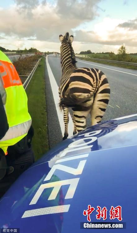 马戏团两只斑马出逃德国警方展开追马行动