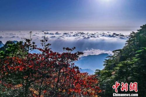 资料图：中国传统节日重阳节，此时的黄山已进入最佳赏秋期。 张强 摄