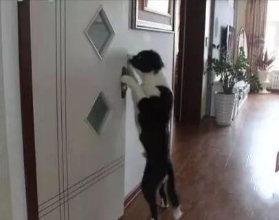 来，请看，米修作案“证据”