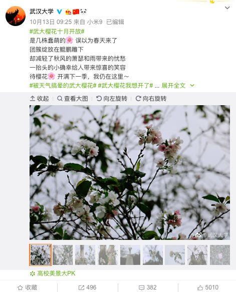 武汉大学官博调侃道，这才十月份，是几株蠢萌的�� 误以为春天来了！怕是又被武汉的气温搞晕了头～