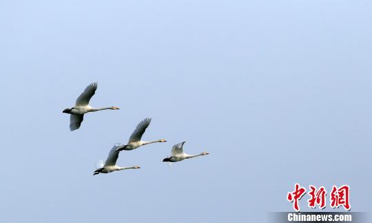 山东荣成是鸟类南迁北移的重要中转站，也是中国最大的大天鹅冬季栖息地。(资料图) 钟欣 摄