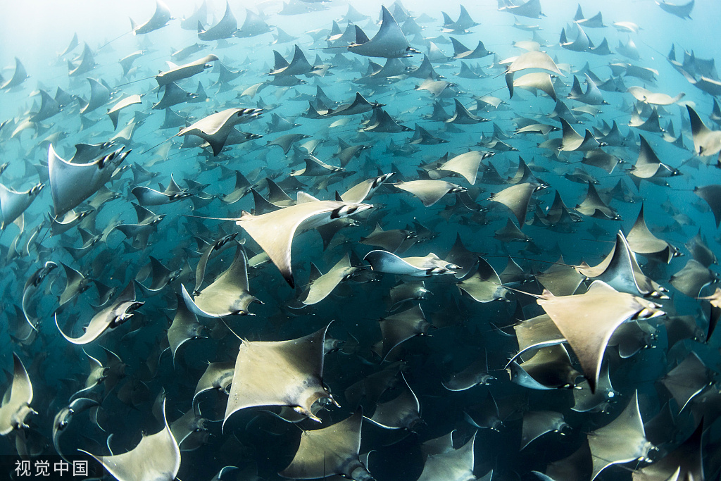 大群蝠鲼聚集墨西哥海域 体型巨大泳姿曼妙