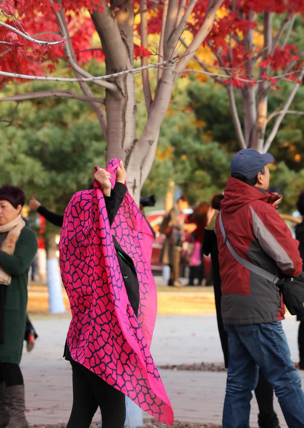 哈尔滨枫叶火红围巾成大妈拍照标配不离身