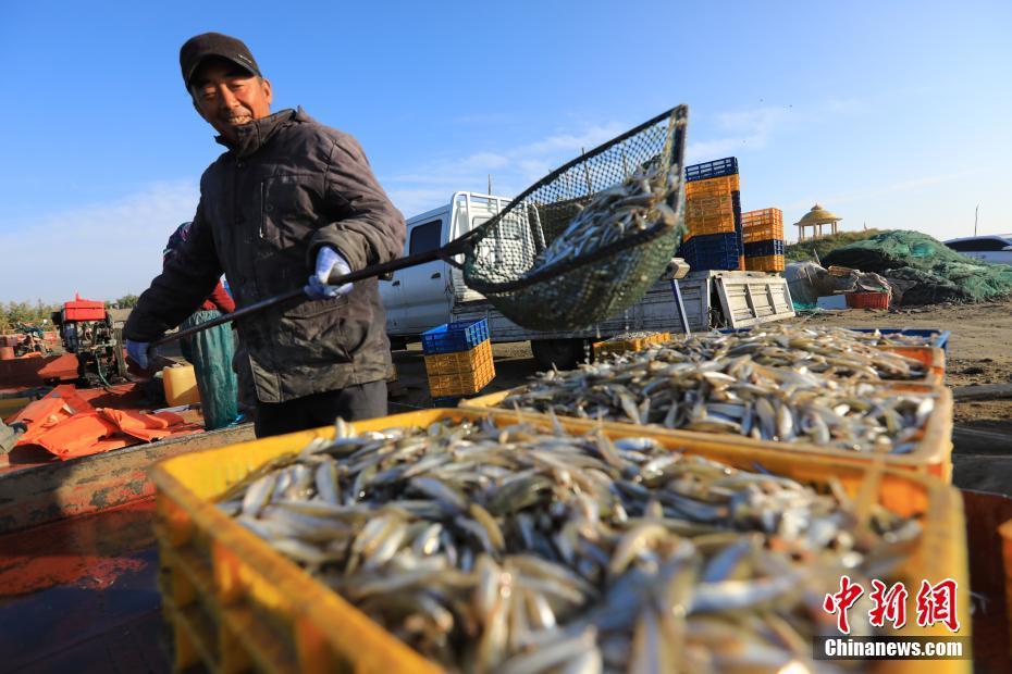 新疆博斯腾湖鱼虾满仓丰收归