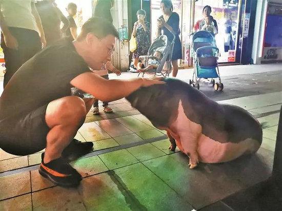 宠物猪的主人萧先生给猪喂食。深圳晚报记者 罗明 摄