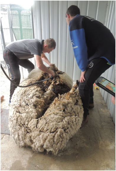 “克里斯”身上被剔下的羊毛重达41.1公斤 图源：《悉尼先驱晨报》