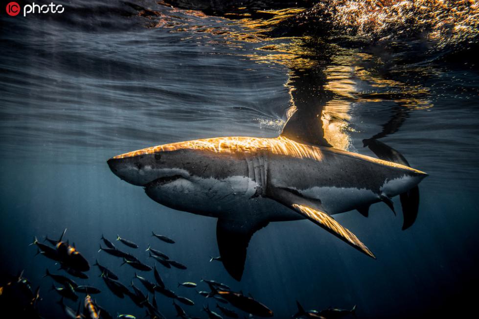 摄影师近距离拍摄凶猛鲨鱼