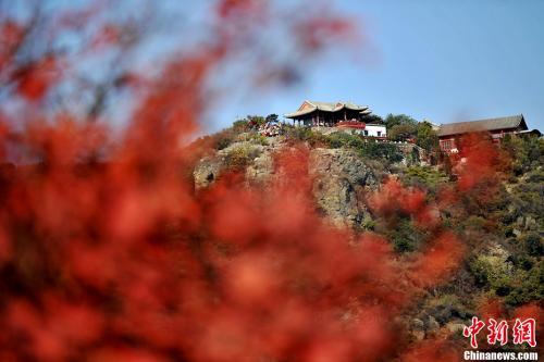 资料图，随着霜降节气的到来，香山红叶也进入了最佳观赏季节。 金硕