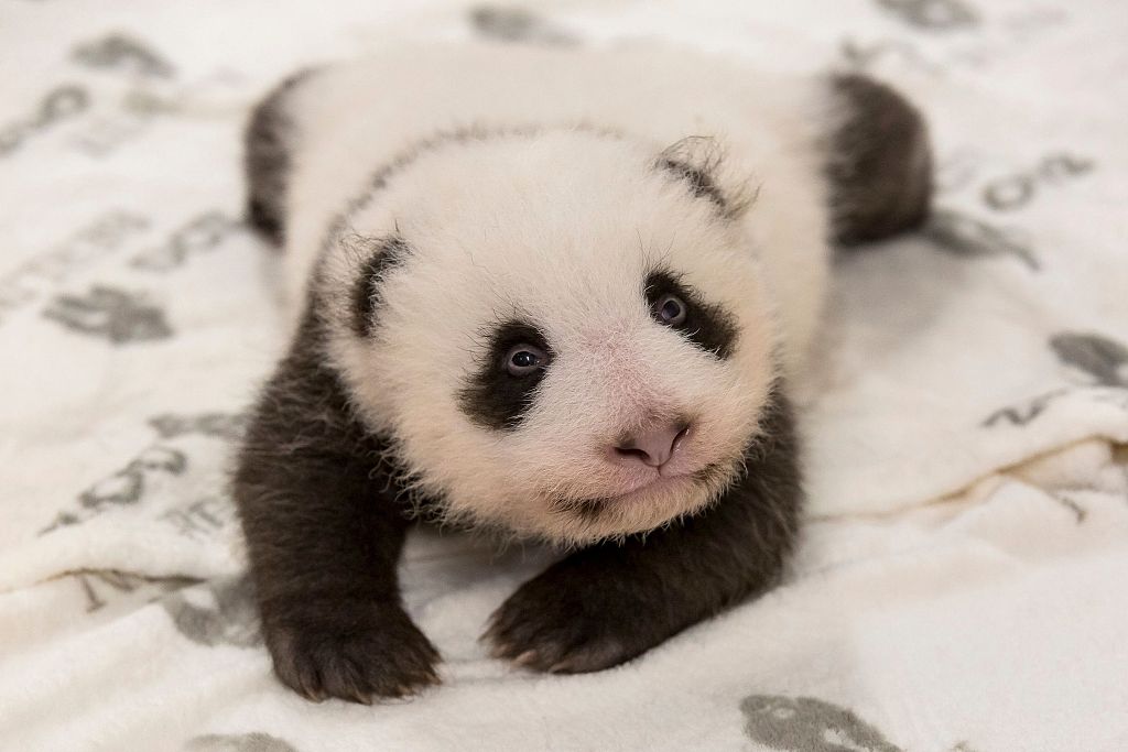 旅德大熊猫幼崽最新萌照曝光在妈妈怀里撒娇甜化了