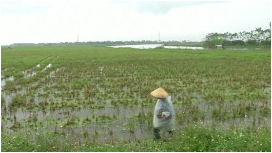 资料图：越南农民