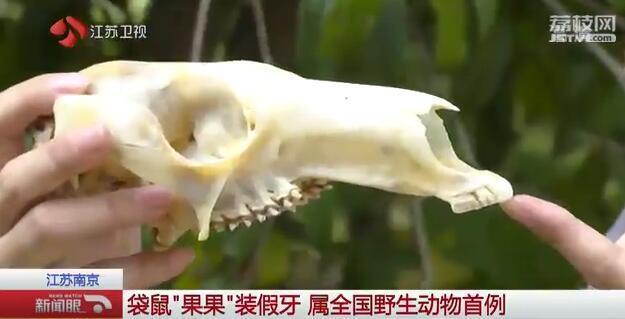 袋鼠奶奶装上钛合金假门牙食量猛增至30倍