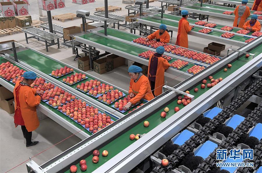 在洛宁县上戈镇一家企业内,工作人员在分拣苹果(10月14日摄)