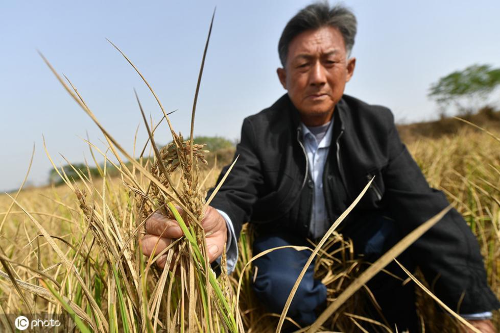 安徽持续干旱 水塘干涸部分粮田绝收