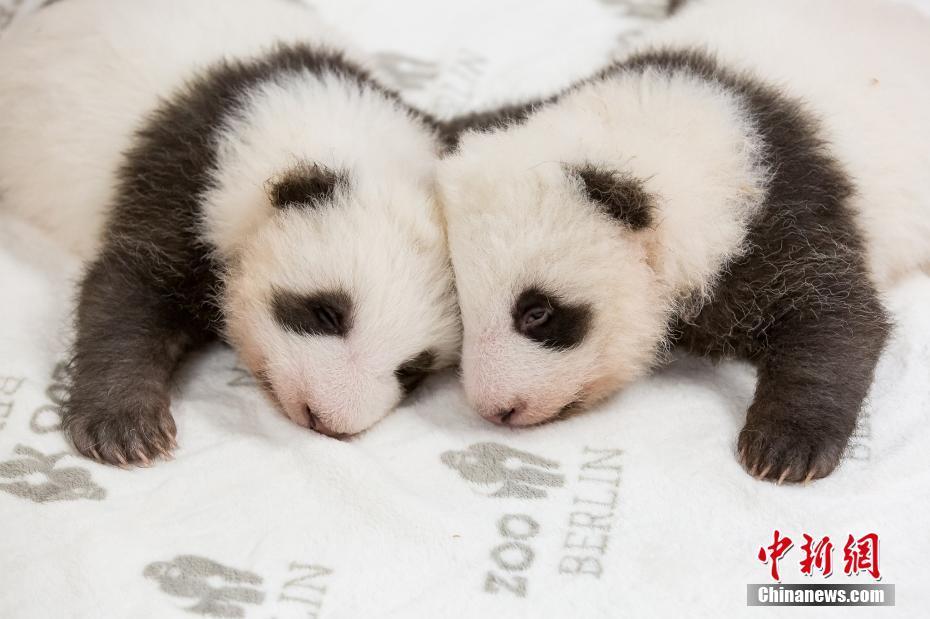旅德大熊猫幼崽出生满2个月 双胞胎宝宝最新照萌态可掬