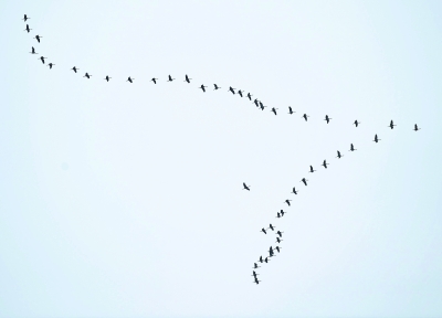 11月4日，金银湖上空，一群大雁排着“人”字形向东南方向飞行记者李永刚 摄