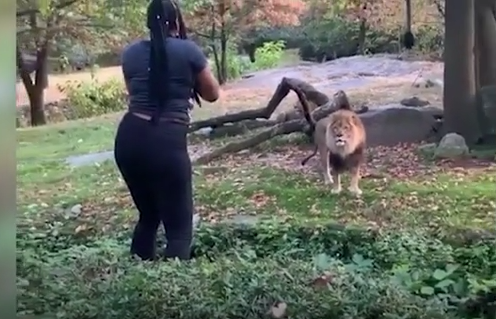 (一名女子爬过动物园栅栏，在狮子面前跳舞。图源：CNN)