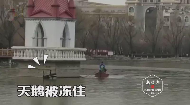 黑天鹅被冻湖面大爷