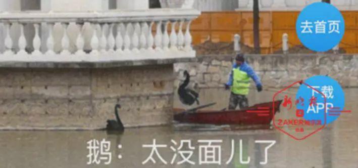 黑天鹅被冻湖面大爷