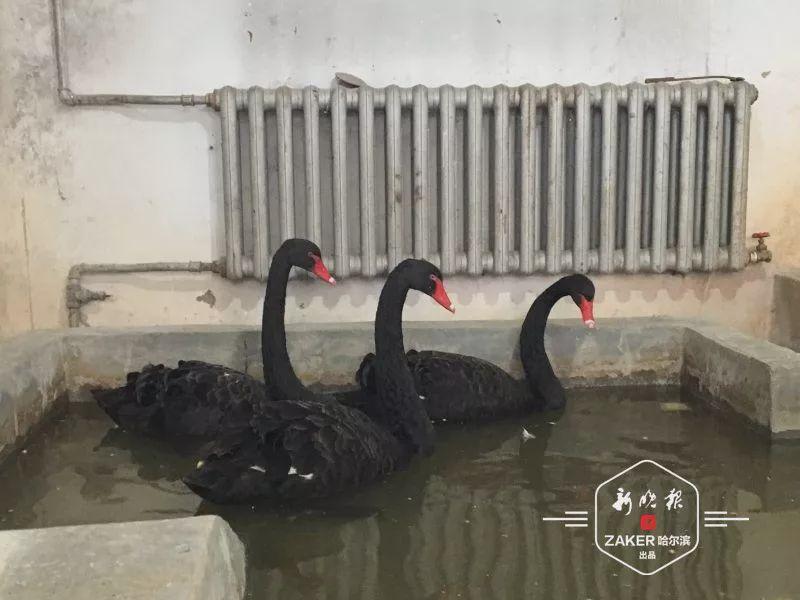 黑天鹅被冻湖面大爷