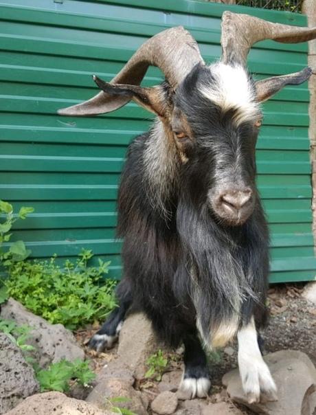 俄罗斯网红山羊去世曾因与虎共舞风靡网络