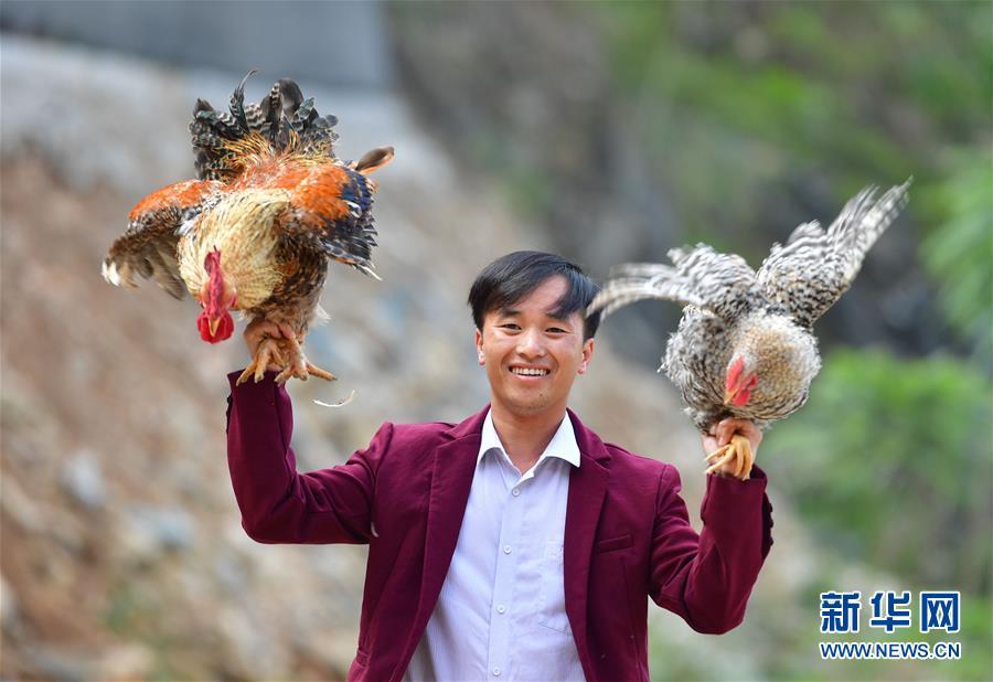 在大化瑶族自治县七百弄乡弄雄村,蓝志平在展示七百弄鸡(11月10日摄).
