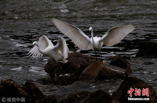 资料图：白鹭在黄山新安江畔腾空展翅“比武”。施广德 摄 图片来源：视觉中国