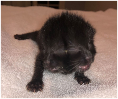 美国加州现双面猫生下有4只眼睛2张嘴2只鼻子