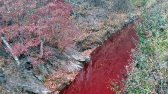 (临津江的一条支流被猪血“染红”。图源：BBC)