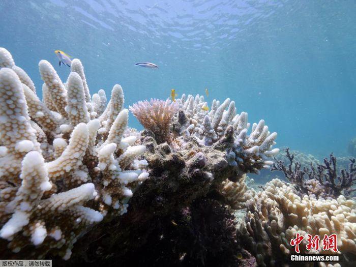 澳大利亚大堡礁白化现象严重。