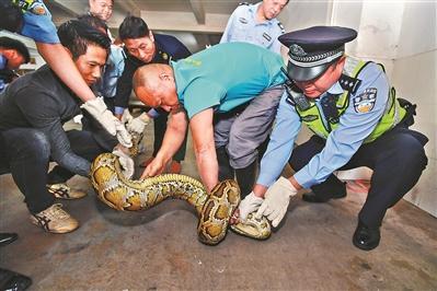 巨蟒藏身商铺天花板10年 六人合力用被子将其擒住