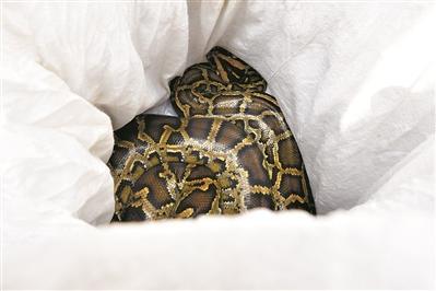 巨蟒藏身商铺天花板10年 六人合力用被子将其擒住