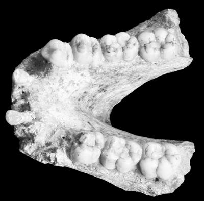 在广西发现的巨猿下颌骨化石. 新华社发