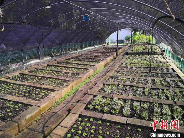 秦岭石蝴蝶人工繁育苗户外驯化场景。 李耘 摄