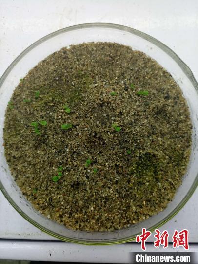 全人工控制下采集的种子萌发。 李耘 摄