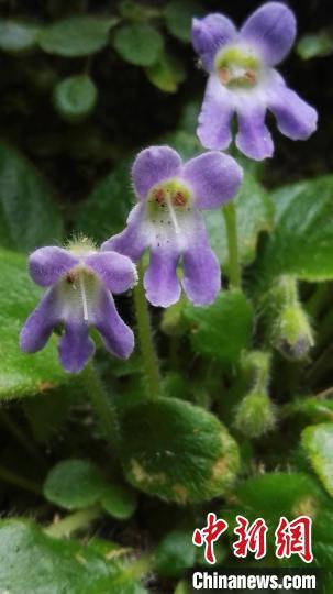 野生秦岭石蝴蝶花期。 李耘 摄