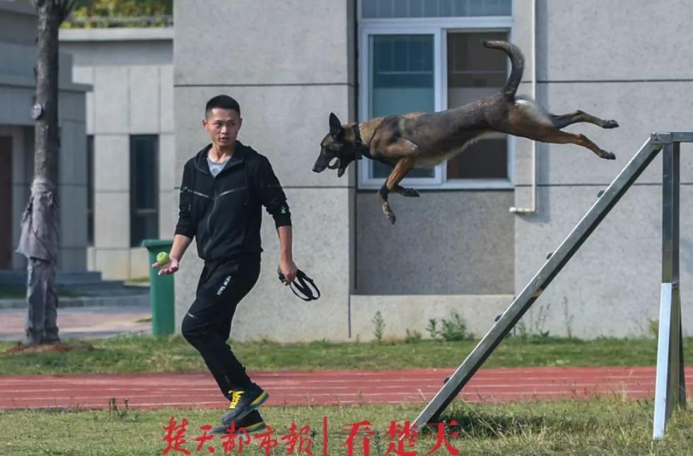 训导员带领警犬进行越障碍跑
