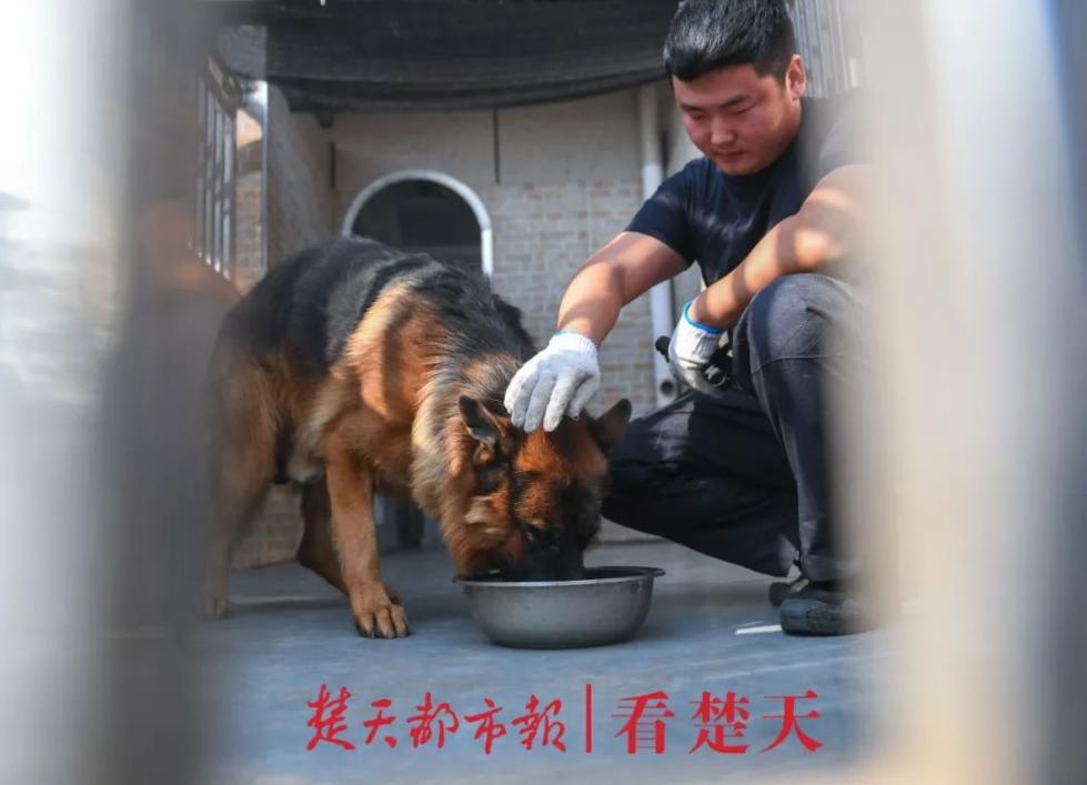 给警犬喂食