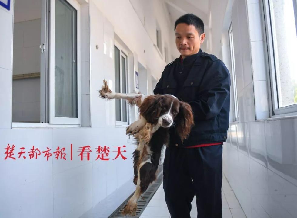 功勋警犬“剑龙”因年岁太大，后腿行动不便