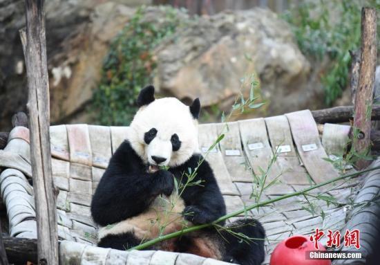 资料图：大熊猫“贝贝”。中新社记者 陈孟统 摄