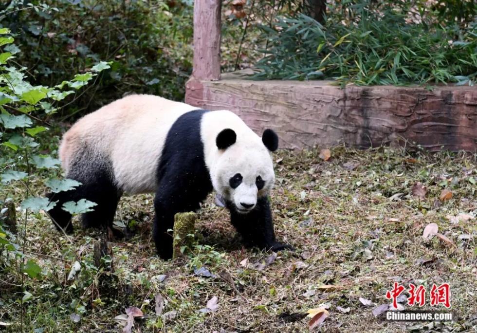 旅美大熊猫“贝贝”。安源 摄