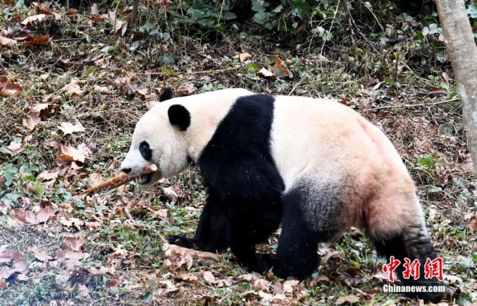 旅美大熊猫“贝贝”。安源 摄