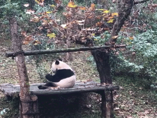 大熊猫“贝贝”： “哎哟，回家的感觉真好！”