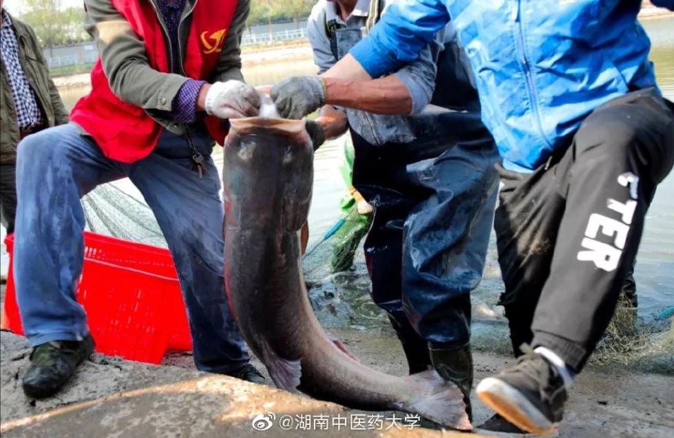 又是别人家!这所高校捞3000斤鱼给学生加餐