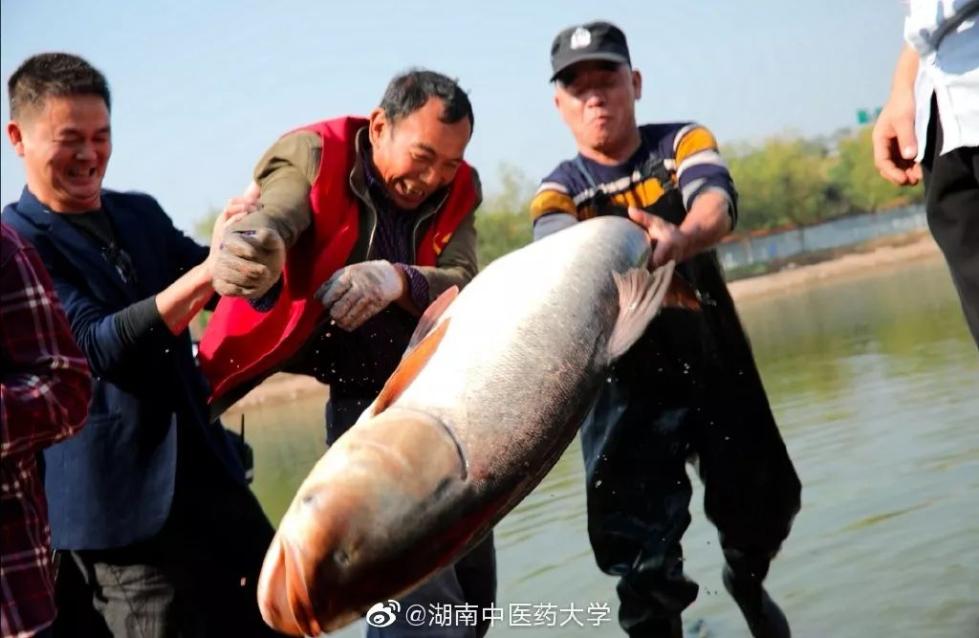 又是别人家!这所高校捞3000斤鱼给学生加餐