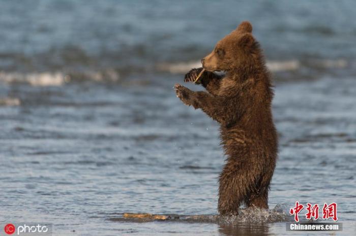 当地时间11月19日报道，50岁的摄影师Liana Varacskaia在俄罗斯南堪察加自然保护区拍摄到了棕熊跳舞的有趣画面，一只6个月大的棕熊宝宝正在热舞，舞姿销魂身躯妖娆，这只棕熊还抓住一根树枝犹如握住麦克风一般，不禁令人捧腹大笑。图片来源：IC photo